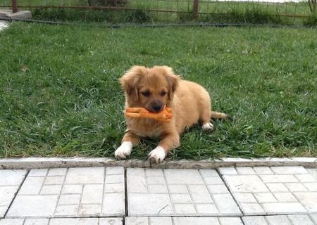 Ofer caței spre adoptie iubitorilor de animale URGENT