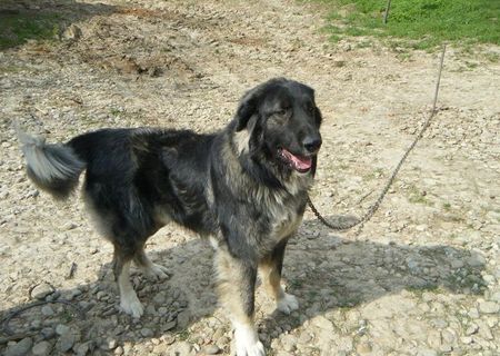 Ofer,ciobanesc carpatin pt.monta