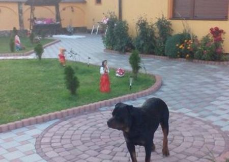 Ofer Gratuit mascul Rottweiler pentru monta