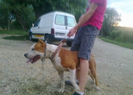 Ofer Mascul Amstaff spre Monta Ofer Mascul Amstaff spre Monta