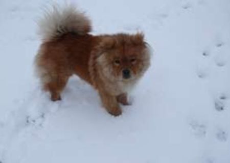 Ofer mascul Chow Chow pt monta