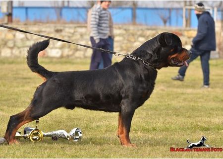 Ofer mascul rottweiler pentru monta! Ofer mascul rottweiler pentru monta!