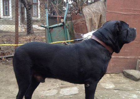 Ofer pentru monta mascul Cane Corso