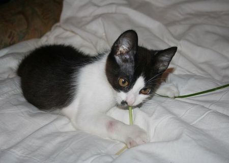 Ofer pui pisica spre adoptie
