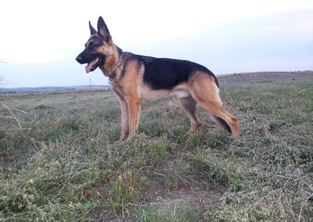 Ofer servicii Dog Sitter (tip pensiune) ! Ofer servicii Dog Sitter (tip pensiune) !