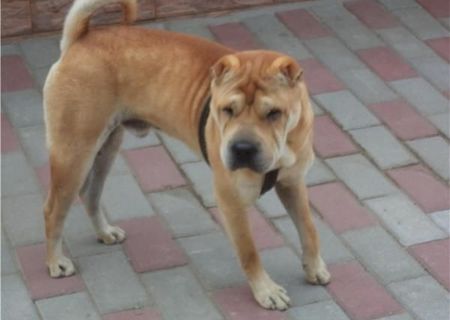 ofer shar-pei monta