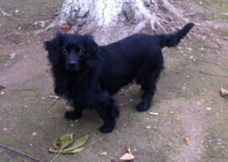 Ofer sper adoptie metis de teckel cu cocker (anunt doar pentru Bucuresti) Ofer sper adoptie metis de teckel cu cocker (anunt doar pentru Bucuresti)