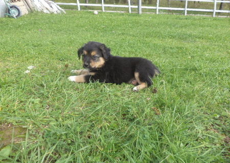 Ofer spre adoptie 2 catei metis talie medie-mare (masculi)