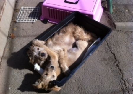 ofer spre adoptie 2 pui metis fetite de 3 luni talie mica ofer spre adoptie 2 pui metis fetite de 3 luni talie mica