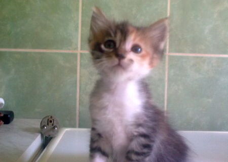 Ofer spre adoptie 3 pisoi mici