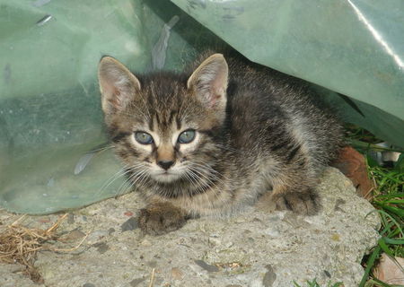 Ofer spre adoptie 5 pui de pisica