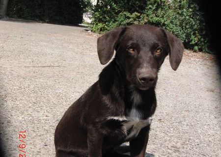 Ofer spre adoptie catel