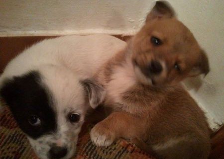 Ofer spre adoptie catelusa metis de talie mica