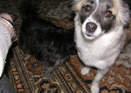 Ofer spre adoptie catelusa sterilizata