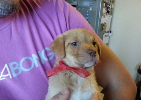 ofer spre adoptie catelusi talie mica/medie