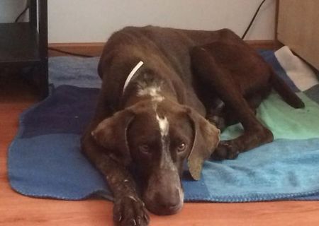 Ofer spre adoptie mascul brac german Ofer spre adoptie mascul brac german
