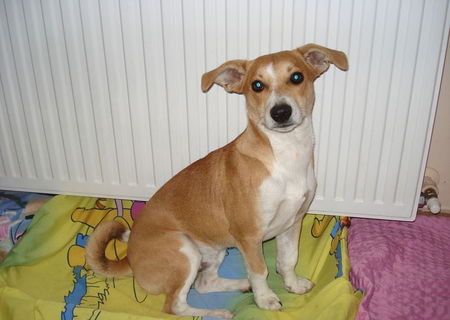 ofer spre adoptie mascul metis jack russel terrier