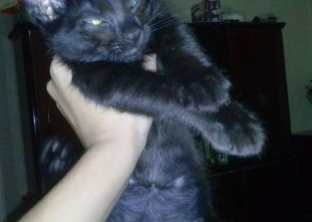 Ofer spre adoptie motanei