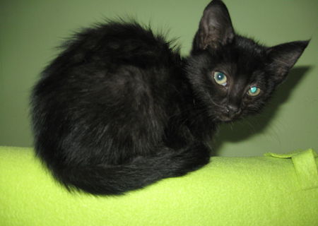 Ofer spre adoptie pisica metisa