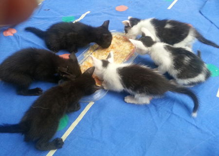 Ofer spre adoptie pui de pisica