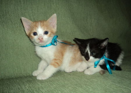 Ofer spre adoptie pui pisici