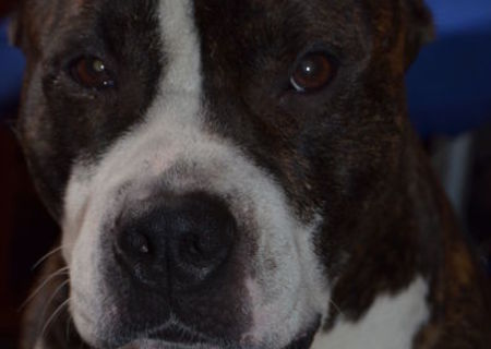 Ofer spre monta mascul Amstaff de 5 ani jumate