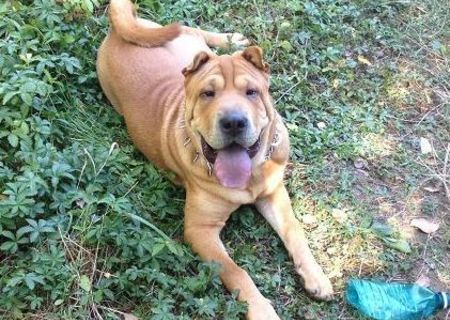 Ofer spre Monta Mascul Shar Pei