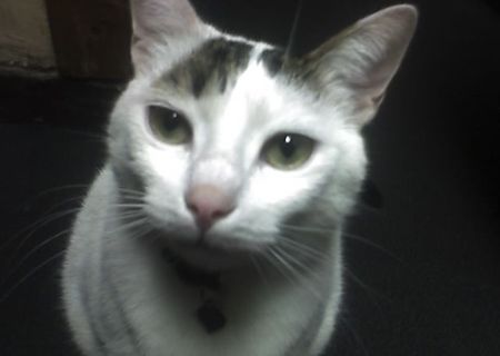 OFER URGENT pisici spre adoptie