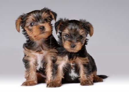 Ofeta Speciala ! Vand 2 pui de Yorkshire Terrier