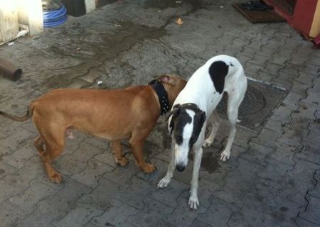 ogar englez de vanatoare cu pedigree