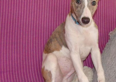 Ogar pitic englez Whippet Ogar pitic englez Whippet