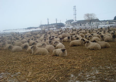 oi turcane de sibiu