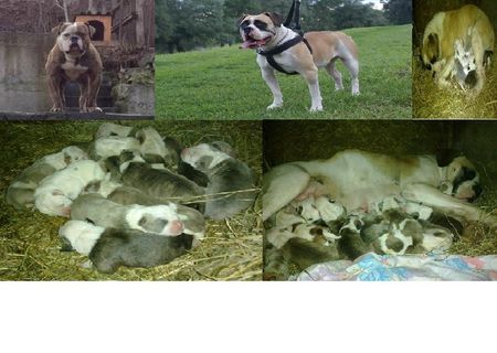 Old Line Bulldogs vinde catei American Bulldog