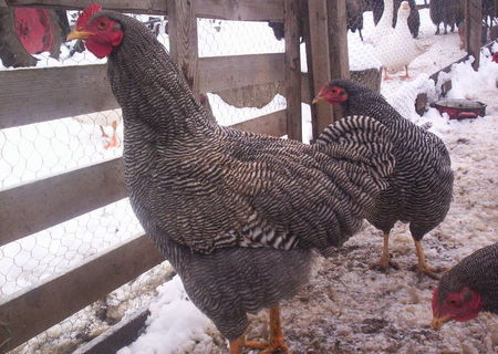 Oua, Pui si Cocos Plymouth Rock Barat