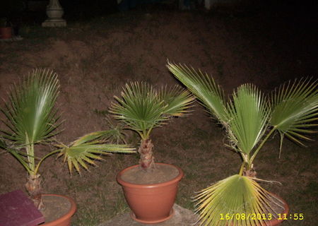 Palmier -"Washingtonia