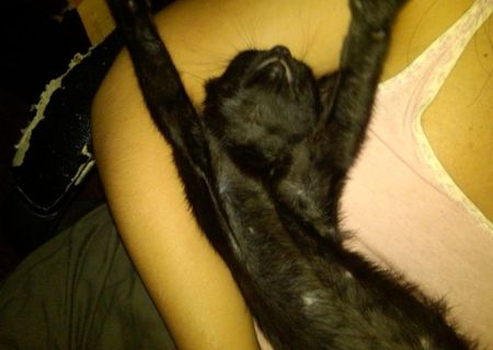 Pantera Bagheera, pisicuta agila de 2 luni