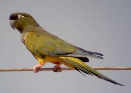 Papagali,fazani si turturele sălbatice de vânzare