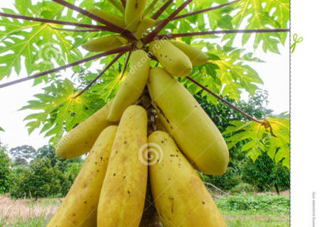 papaya hibrida