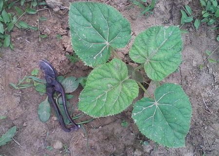 Paulownia elongata/tomentosa