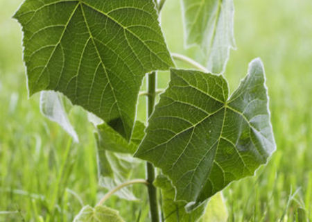 Paulownia Hibrid Paulownia Hibrid