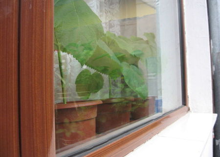 Paulownia Tomentosa - plante şi seminţe Paulownia Tomentosa - plante şi seminţe