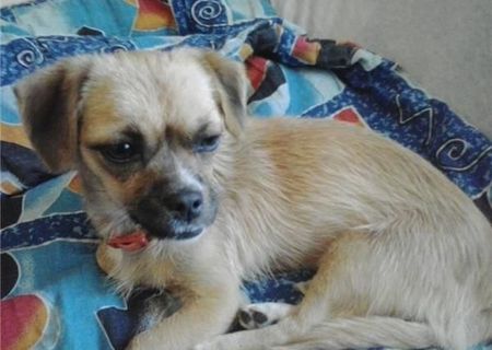 pechinez fetita pentru adoptie