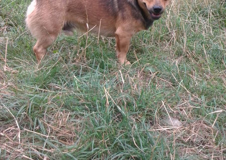 Pechinez spre adoptie