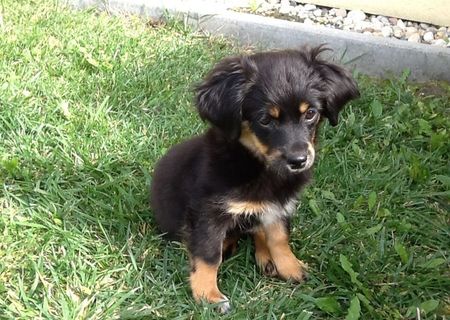 Pentru adoptie!!! Urgent! Pentru adoptie!!! Urgent!