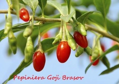 Pepiniera Goji Brasov - plante de calitate Pepiniera Goji Brasov - plante de calitate
