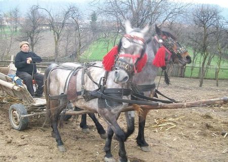 Pereche de cai inhamati cu tot cu caruta