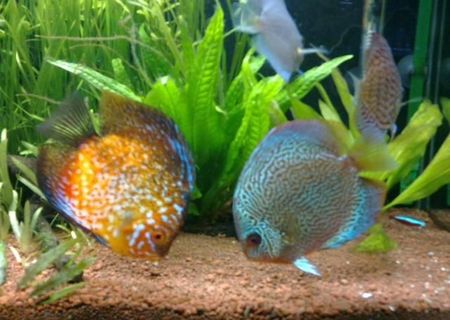 Pesti Discus de vanzare