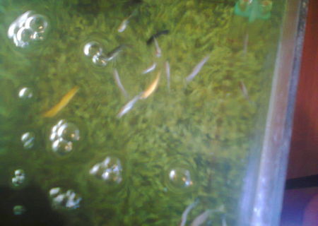 Pestisori Acvariu (vand pui Guppy,Black Molly) Pestisori Acvariu (vand pui Guppy,Black Molly)