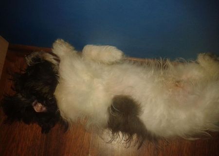 pierdut catel bichon