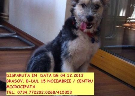 pierdut catelusa